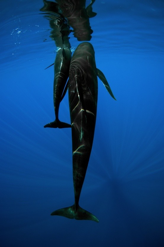 Photo:  Pilot Whale Mother & Calf 